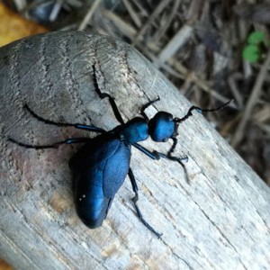 bug-ground-beetle-380