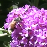 Bees and Beekeeping in Sonoma