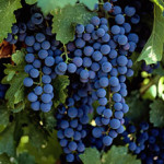 New grant program will fund sustainable winegrowing