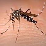 First sign of West Nile Virus in County this year