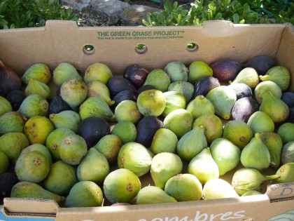 It's almost fig time! Call SVGP and don't let your figs go to waste! (Sonoma Valley Gleaning Project)