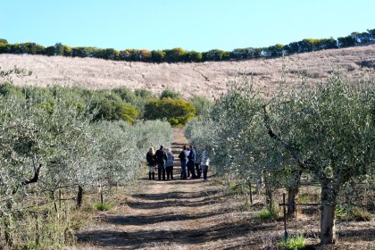 Sunday offers a rare chance to wander the orchards at McEvoy Ranch (Photo: McEvoy Ranch)