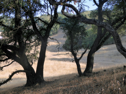 A view from Sonoma's Montini Preserve