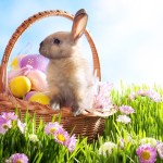 new-easter-bunny