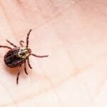 Understanding the history of Lyme Disease and how to prevent It