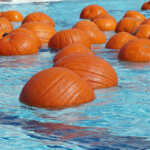 Sonoma's floating pumpkin patch
