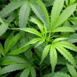 Newsom and Huffman on legal marijuana