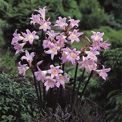 flowers for flower lovers.: Naked lady (Amaryllis) Flowers.