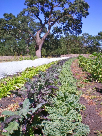 Learn how to grow some kale at Quarter Acre Farms on Saturday (Photo Credit: Quarter Acre Farms)