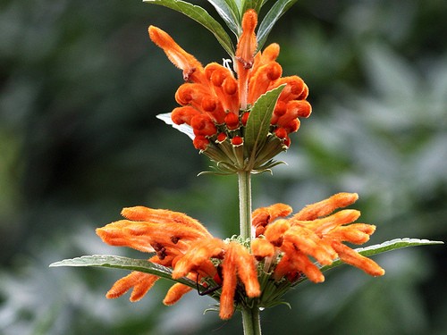 Four drought tolerant plants with orange flowers – Sonoma Sun | Sonoma, CA
