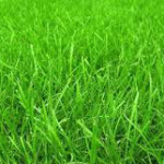 History of the California Lawn