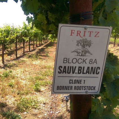 A block of famed Fritz Sauvignon Blanc. Yes, those are turkeys on their winery label design. (Photo: Sarah Stierch, CC BY 4.0)
