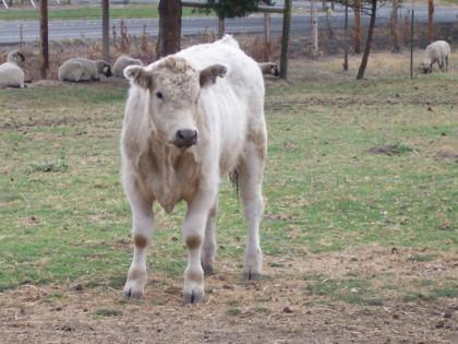 A cow at Victorian Farmstead