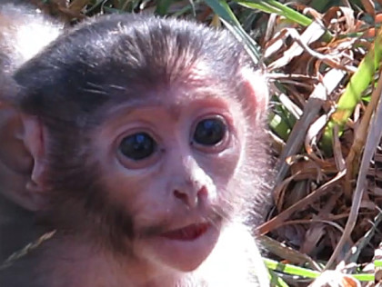 patas-monkey-baby-2