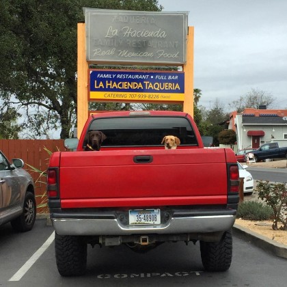 Dogs at La Hacienda