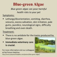 082913-Blue-Green-Algae