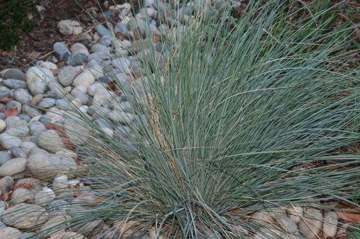 Three more drought-tolerant bunch grasses – Sonoma Sun | Sonoma, CA