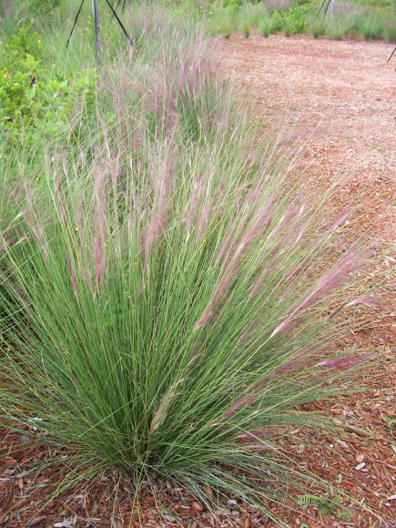 Three more drought-tolerant bunch grasses – Sonoma Sun | Sonoma, CA