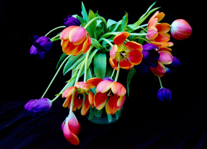 2.tulips