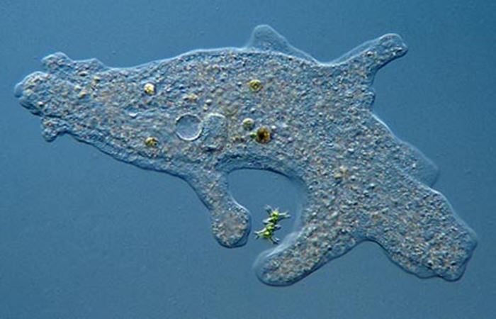 the artful amoeba