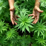 When pot became cannabis