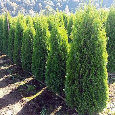 cedar-hedging
