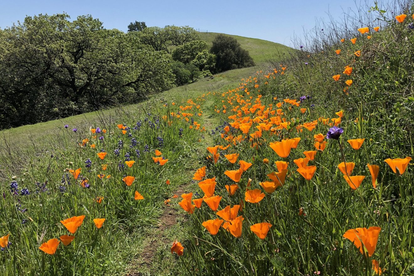 Sonoma Valley’s own ‘superbloom’ – Sonoma Sun | Sonoma, CA