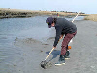 Digging for Gaper Clams in Bodega Bay » Where do I take the kids?