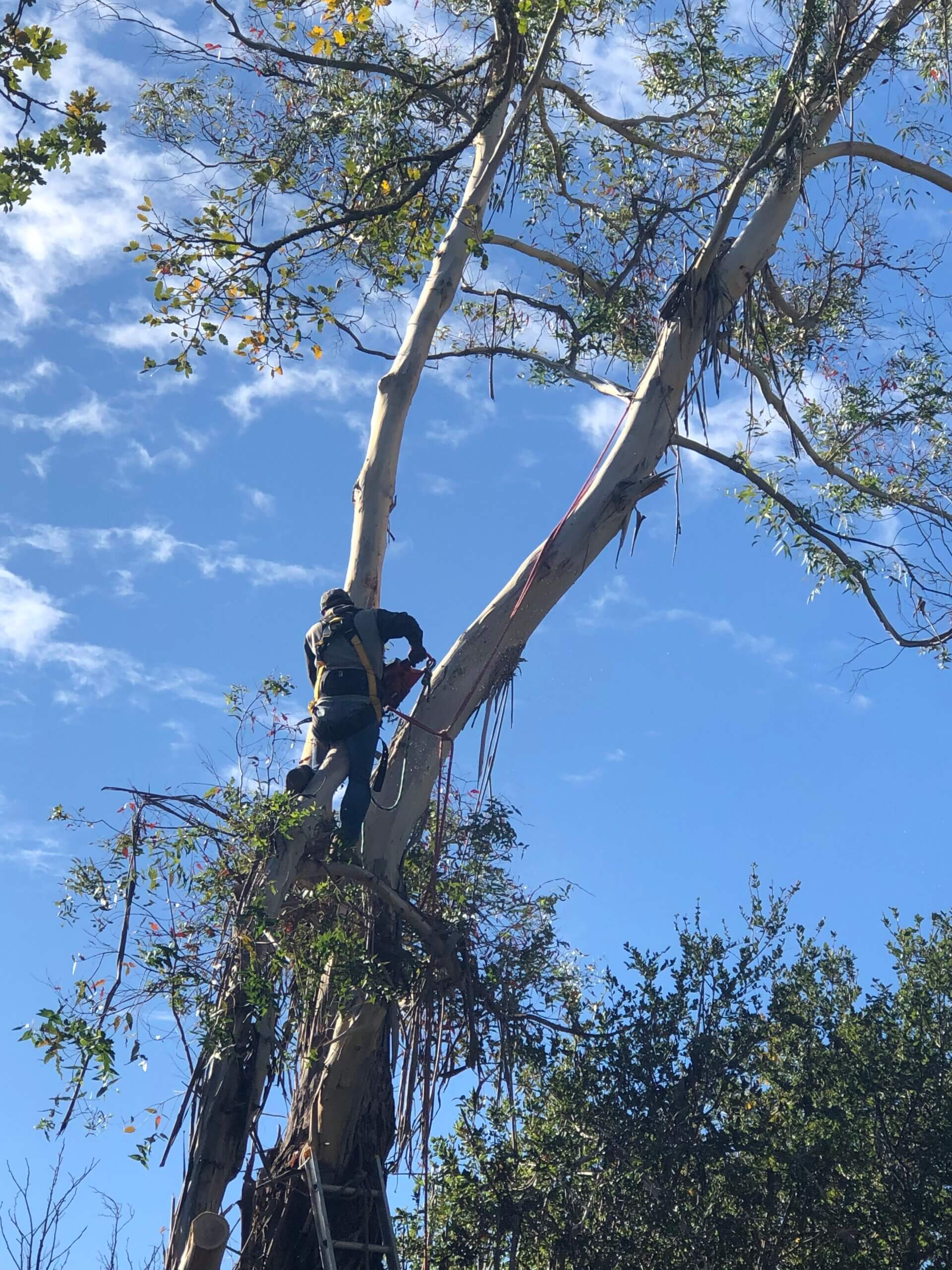 A closer look at trees - Sonoma Sun