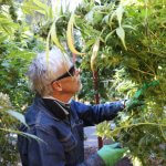 Cannabis crop report 2022