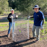 Peach trees returned to Jack London's historic orchard