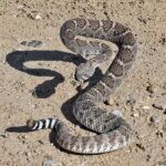 Rattlesnakes alive!
