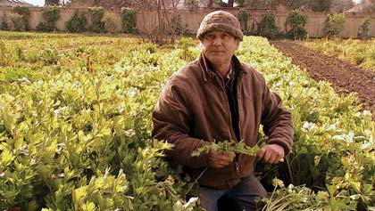 photo submitted. Sonoma Valley organic farmer Bob Cannard is featured in the film “Food Fight.”