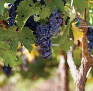 Photo by Ryan Lely. Growers and vintners also began to get serious about promoting the idea of appella</a>There are times when you are stuck in traffic, or waiting in line at a local dining hotspot, when it’s easy to get nostalgic about the good ol’ days of California’s wine country, and the business that inspired it. In some ways, it’s tempting to look back on those days as a sort of belle époque, when pioneers thrived, everyone knew each other and everyone was working towards the common cause of building an industry from the ground up.<br />
Different people have a different sense of when those days were. For me, they started in the mid-1970s when I began my first job as the winemaker for the then newly established Hacienda Winery here in Sonoma. I was fresh out of school from UC Davis, and looking back on it now, it says something about the fledgling state of the industry that I was able to land this position with no real experience and the ink not yet dry on my diploma. Davis had given me a good analytical grounding in the work of winemaking, and it had helped to refine my palate, but the pinnacle of my real-world experience was a little at-home winemaking and not much more.<br />
Like many of us in those early days – and still today, I think – I was smitten with the romantic notion of making wine. It appealed to me on many levels. I loved that it had a connection to the land – that I was getting back to nature in my own way. And I appreciated the fact that it combined nature, science and a sense of artistry. It also pleased me to see making wine as a wholesome rebellion against more conventional career choices, like being a doctor or a lawyer. This said, I was also aware that many people – some of them my friends – snickered behind my back and had doubts about the legitimacy of winemaking as a “real job.”<br />
The industry was far more informal back then. With only about 40 or 50 wineries in Sonoma County, we all knew one another, and it was commonplace to drop in at someone else’s winery for an impromptu visit. The air was also less charged with competition, and information about new winemaking techniques and equipment was happily shared. In the relatively small world of North American winemaking, Napa Valley saw most of the glory (what there was of it), but other areas like Sonoma County and the Central Coast were beginning to emerge as regions of real note and potential. Growers and vintners were also beginning to get serious about promoting the idea of appellations, but this concept – like the appeal of vineyard-designate bottlings – was still many years from meaning much to the general wine-buying public. In fact, the average consumer’s taste in wine was often heavily skewed towards softer whites with some residual sugar, and for the most part, the East Coast was still fairly Euro-centric in its drinking habits.<br />
Perhaps the biggest difference between then and now – and the biggest argument against a “good ol’ days” view of things – is the quality level. To be blunt, everything was much more rudimentary back in the late ’70s and early ’80s. Varietals were often grown in the wrong soils or climates, rootstock and clonal selections were minimal by today’s standards, and viruses ran rampant in many vineyards – leading to sick vines and grapes with poorly articulated flavors. Growers tended to strive for very big crops (since they were usually paid by the pound), and often erred on the side of picking too early to avoid late-season rains. Needless to say, this combination of factors didn’t always lead to the most stellar wines. And yet, the passionate winemakers of the day took advantage of California’s great natural climate to produce some phenomenal early wines – wines that laid the groundwork for today’s industry. At the same time, icons like Robert Mondavi saw a path to this better future, and worked to elevate viticulture and winemaking for all of us.<br />
The truth is, I don’t think of the past, as the “good ‘ol days.” While the business isn’t always as close-knit and collegial as it once was, everything that makes a significant impact on wine quality is better. Across the board, the state of California winemaking is vibrant and healthy, and the bar is as high as it’s ever been. Combine this with the fact that my friends no longer snicker about my career choice, and I’m very content to be living and making wine in the here and now.</p>
<p><em>Steve MacRostie is a renowned winemaker and the founder of MacRostie Winery and Vineyards. </em></p>
		

    						</div>
		<div class=